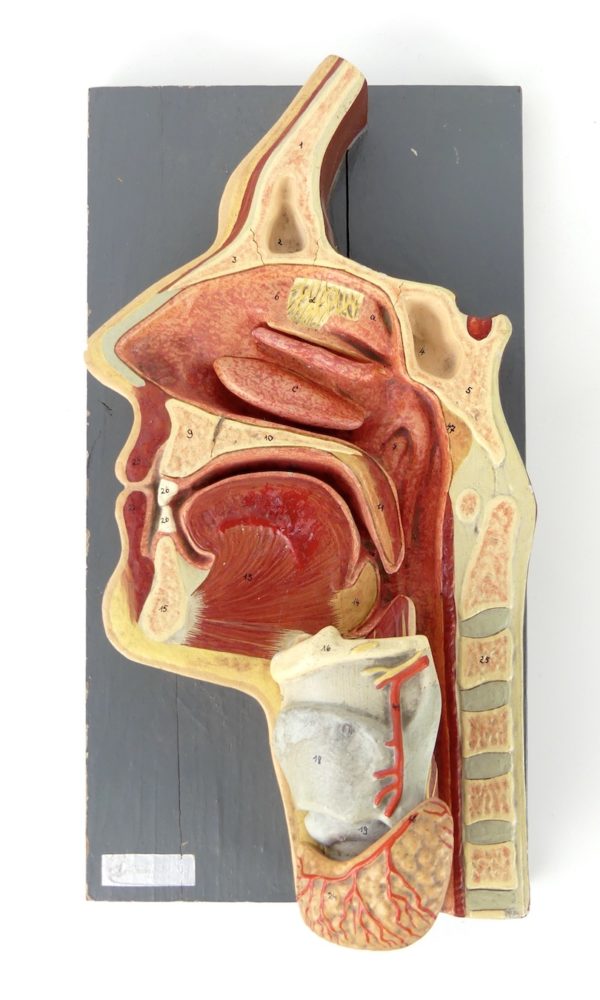 Modèle ORL d'anatomie (face)