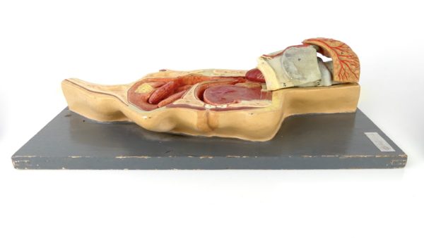 Modèle ORL d'anatomie (profil)
