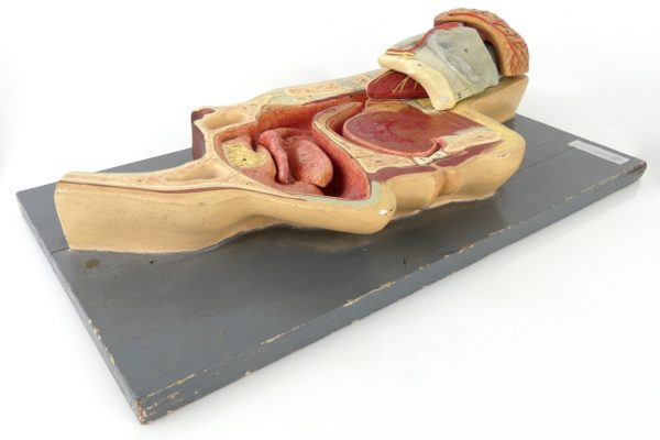 Modèle ORL d'anatomie (3/4-2)