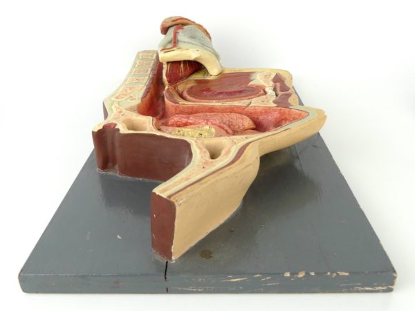 Modèle ORL d'anatomie (dessus)