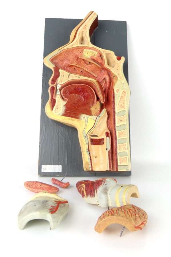 Modèle ORL d'anatomie (démonté)