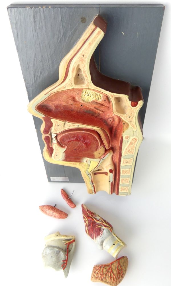 Modèle ORL d'anatomie (démonté dessus)