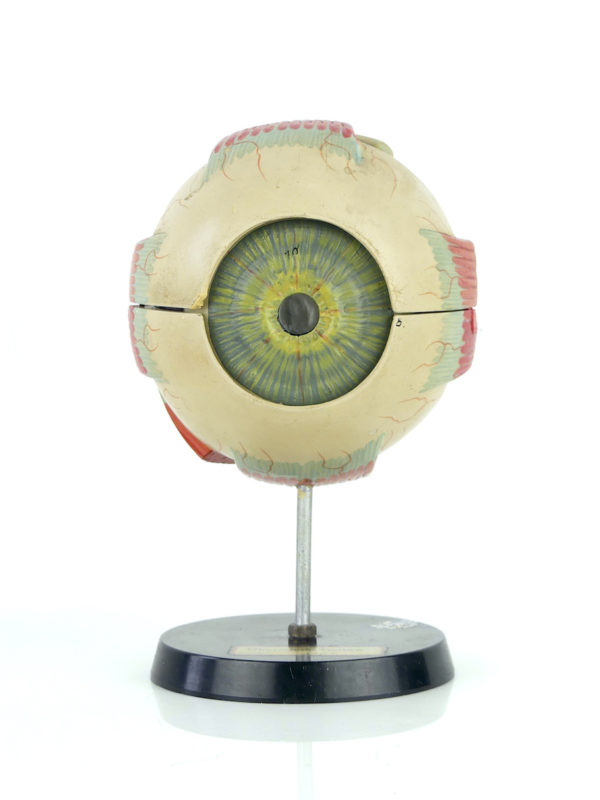 Modèle d'anatomie globe oculaire vintage (face)