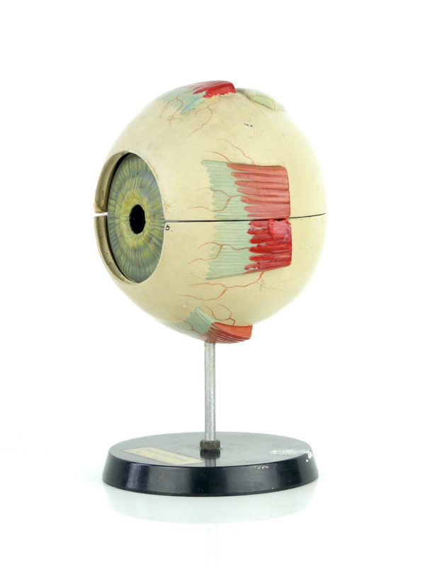 Modèle d'anatomie globe oculaire vintage (3/4))