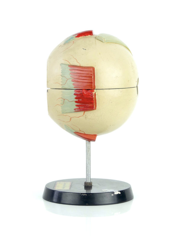 Modèle d'anatomie globe oculaire vintage (profil)