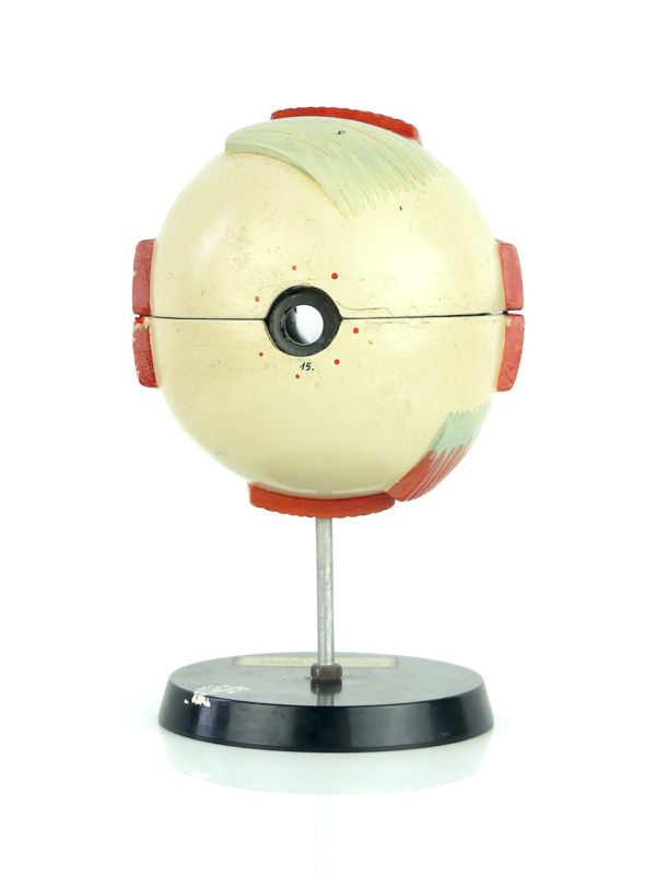 Modèle d'anatomie globe oculaire vintage (dos)