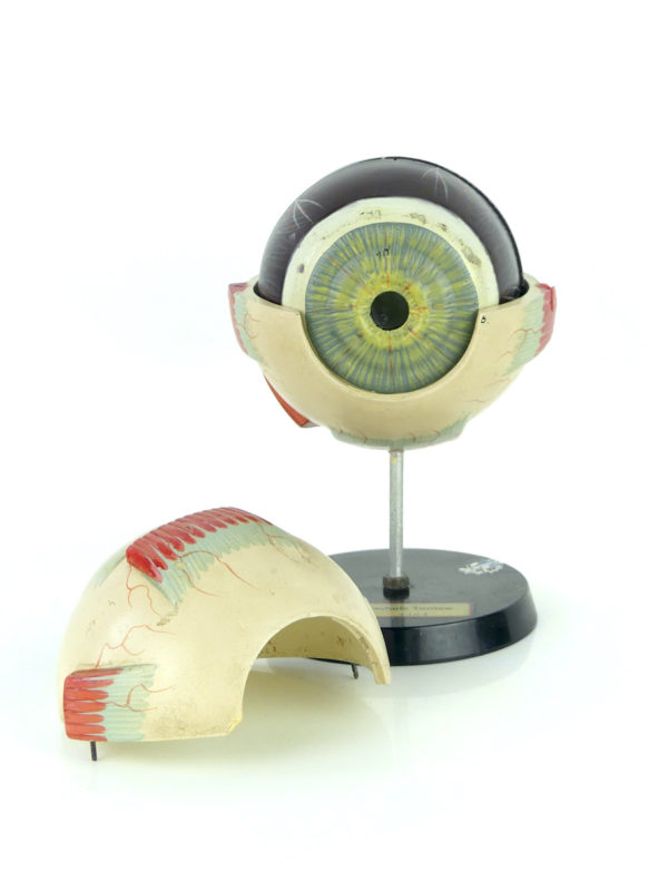 Modèle d'anatomie globe oculaire vintage (face démonté)