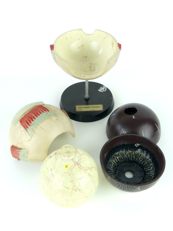Modèle d'anatomie globe oculaire vintage (démonté)