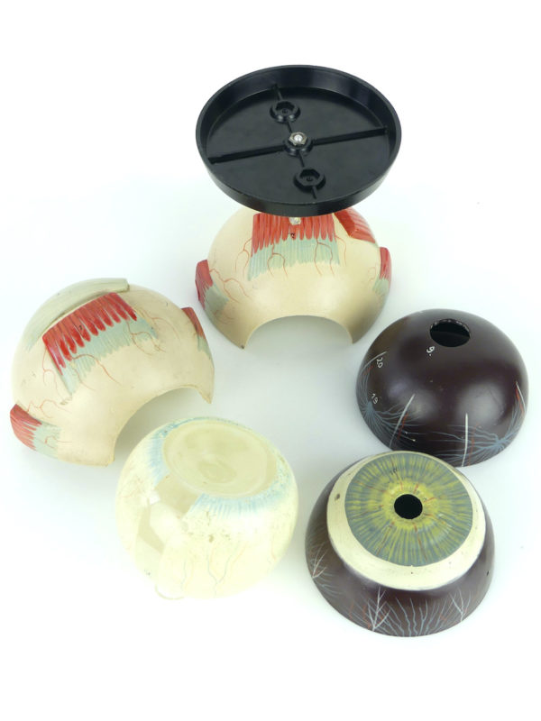 Modèle d'anatomie globe oculaire vintage (démonté)