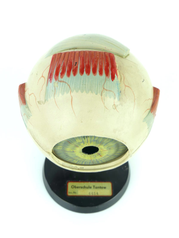 Modèle d'anatomie globe oculaire vintage (dessus)