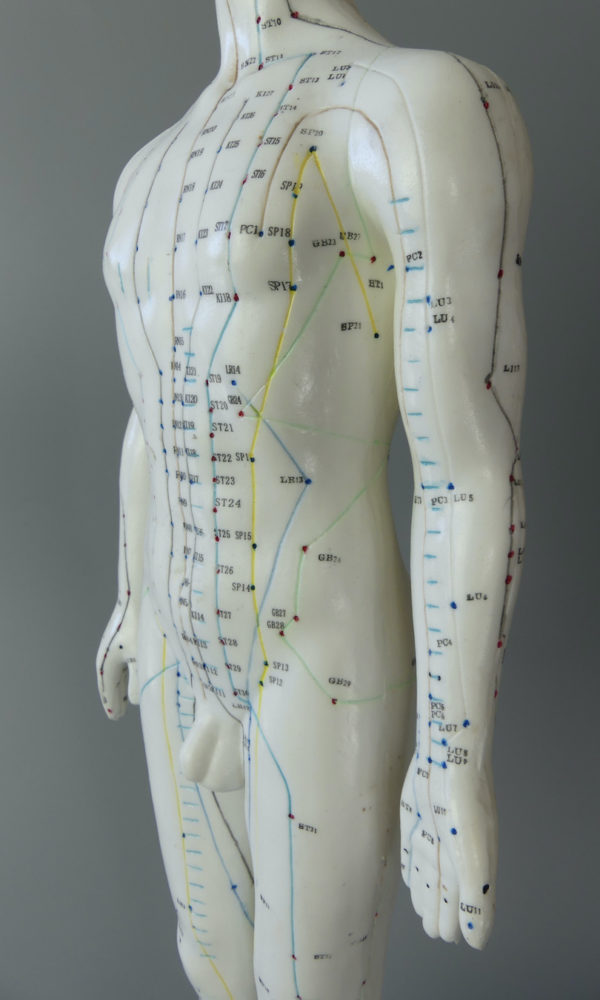 Grand mannequin acupuncture homme (détail torse)