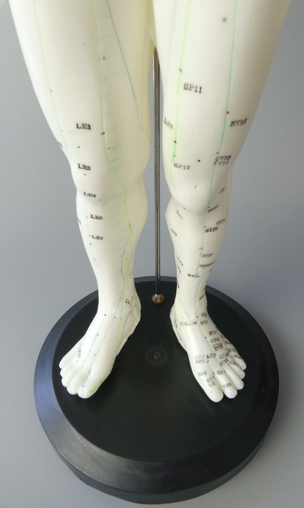 Mannequin acupuncture homme (détail jambes)
