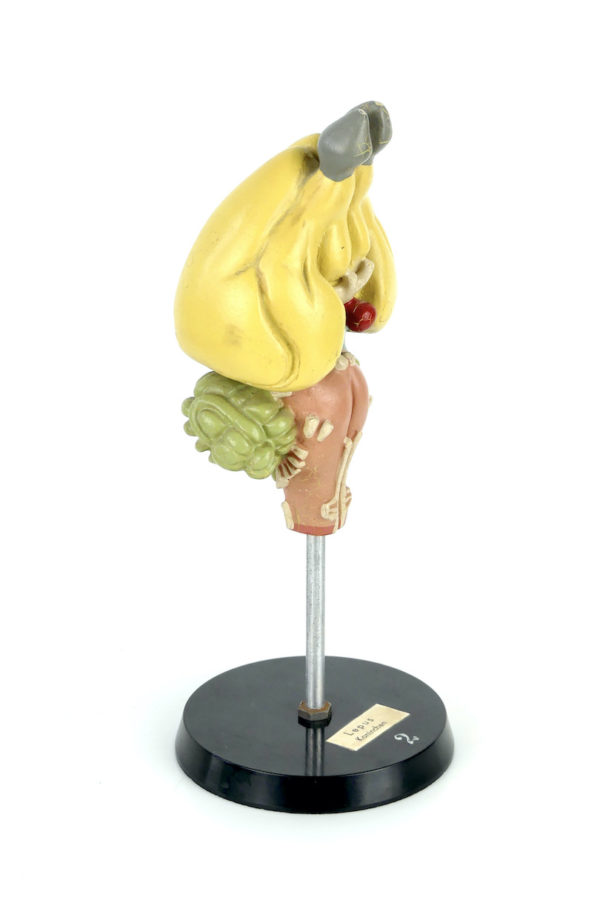 Modèle d'anatomie cerveau de lapin (3/4)