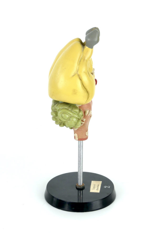 Modèle d'anatomie cerveau de lapin (profil)