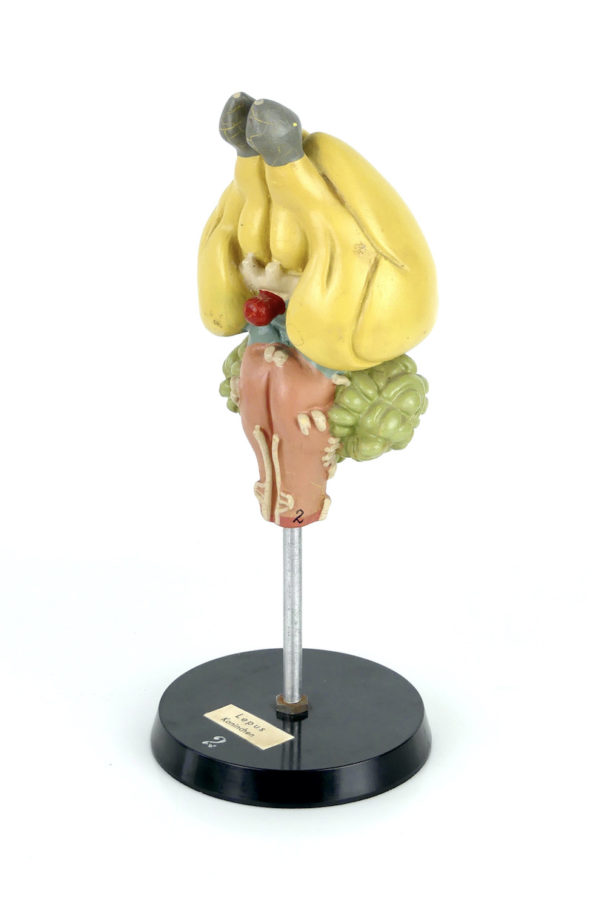 Modèle d'anatomie cerveau de lapin (3/4)