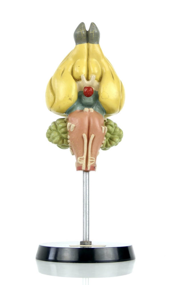 Modèle d'anatomie cerveau de lapin