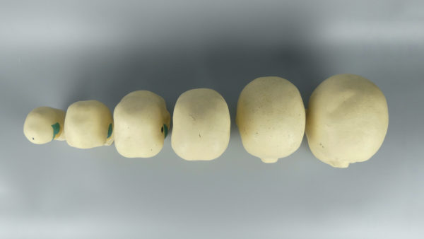 Modèles d'anatomie 6 têtes fœt)