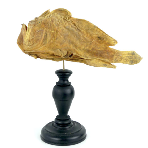 Poisson-grenouille naturalisé sur pied (profil)