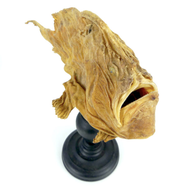 Poisson-grenouille naturalisé sur pied (dessus 3/4)