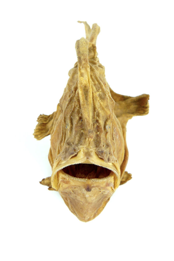 Poisson-grenouille naturalisé sur pied (dessus face)