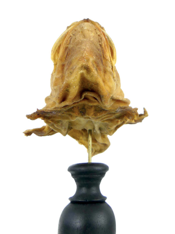 Poisson-grenouille naturalisé sur pied (dessous)