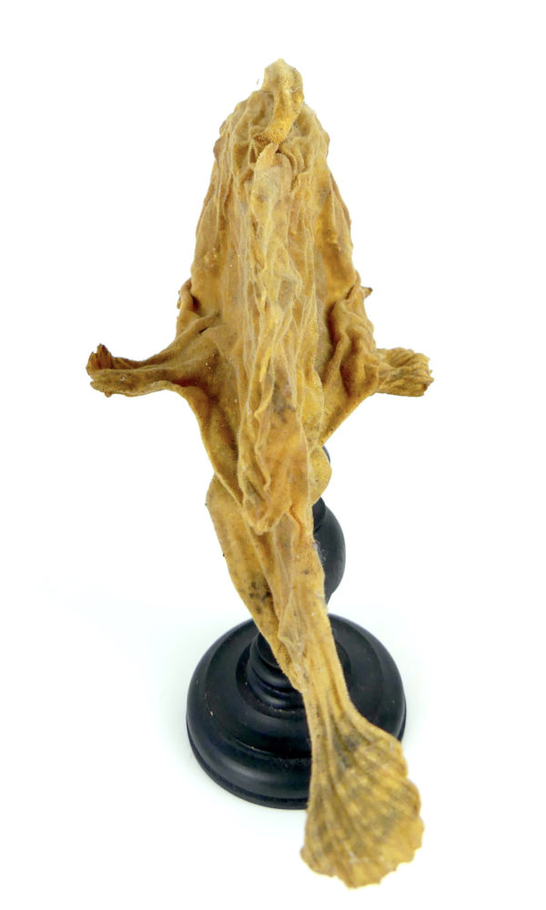 Poisson-grenouille naturalisé sur pied (dessus)