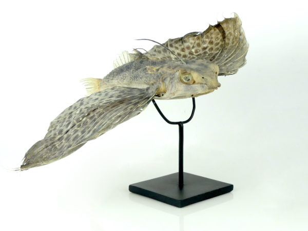 Poisson volant exocet naturalisé soclé (3/4)