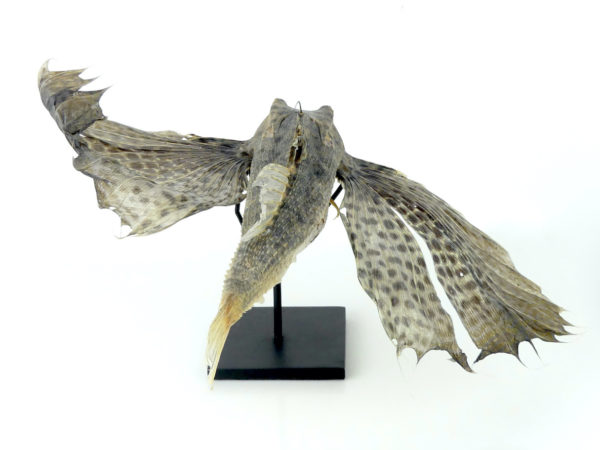 Poisson volant exocet naturalisé soclé (dos)