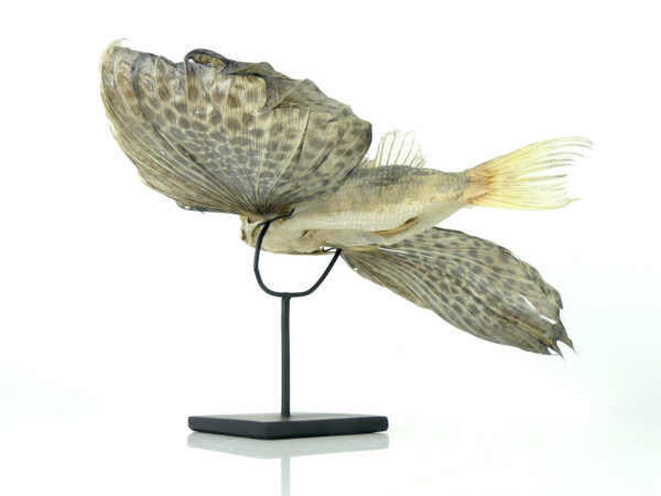 Poisson volant exocet naturalisé soclé (dessous)