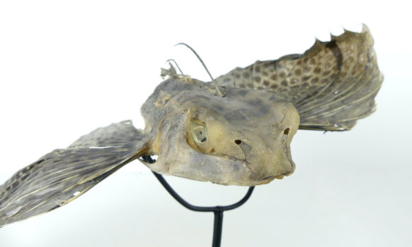 Poisson volant exocet naturalisé soclé (détail tête)
