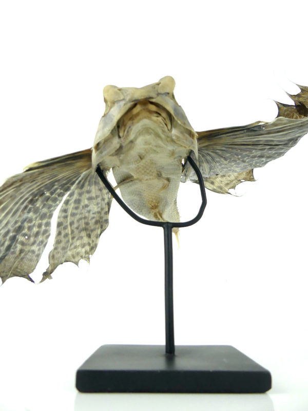 Poisson volant exocet naturalisé soclé (dessous)