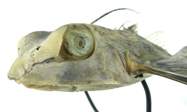 Poisson volant exocet naturalisé soclé (détail tête)