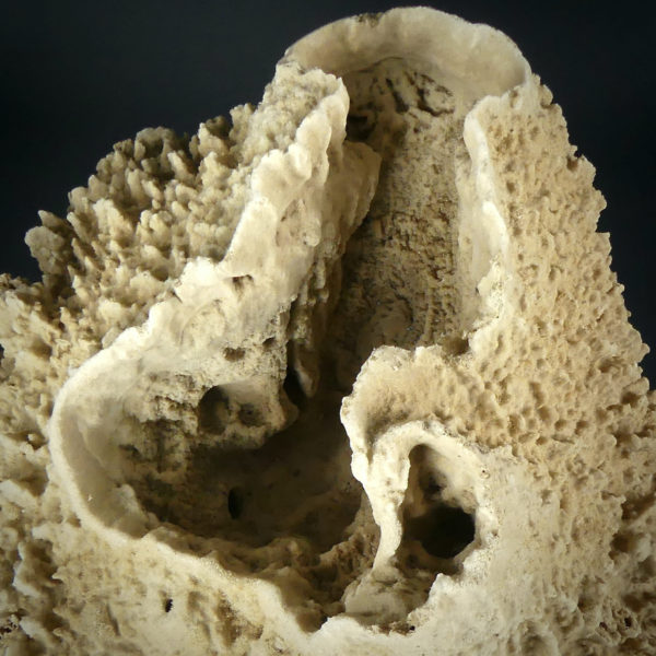 Grande éponge barrique Xestospongia testudinaria sur pied (détail dessus)