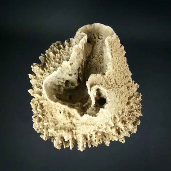 Grande éponge barrique Xestospongia testudinaria sur pied (dessus)