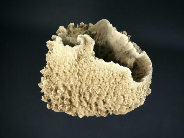 Grande éponge barrique Xestospongia testudinaria sur pied (dessus)