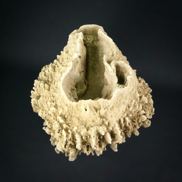 Grande éponge barrique Xestospongia testudinaria sur pied (dessus)