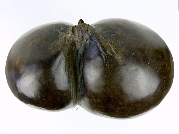 Coco-fesses poli sur pied (dessus)