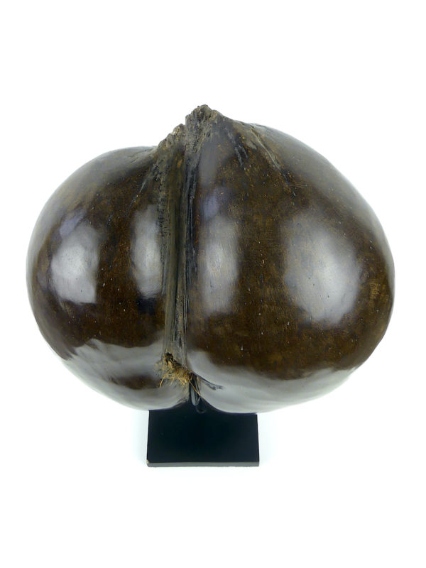 Coco-fesses poli sur pied (dessus)