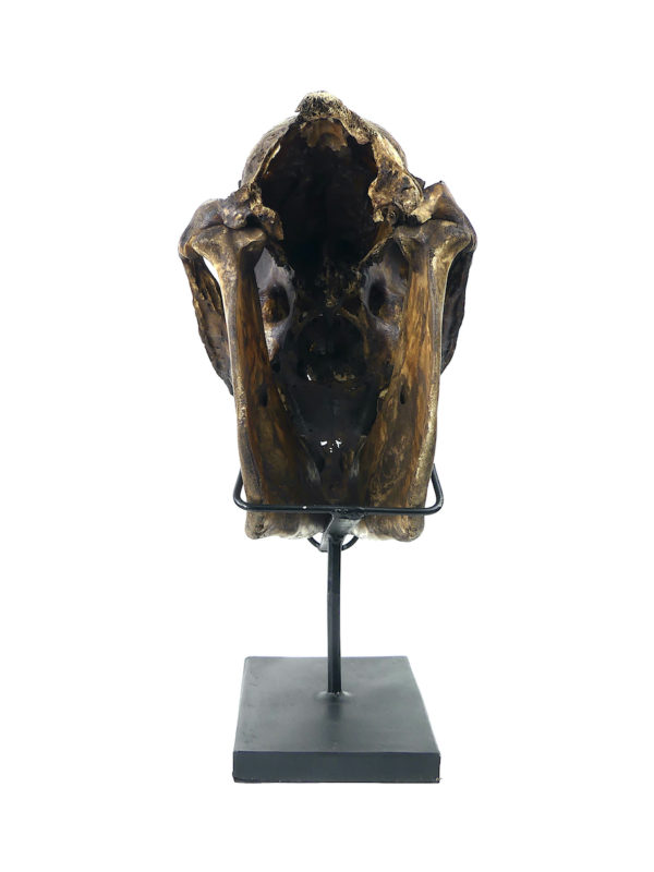 Crâne de cheval Dayak ciselé (dos)