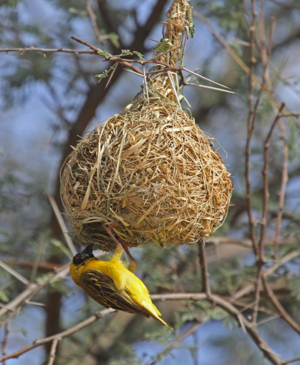 Tisserin - Namibie - Jerry Oldenettel / Flickr