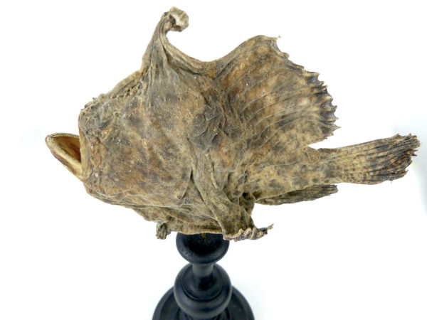 Petit poisson grenouille naturalisé sur pied (détail profil)