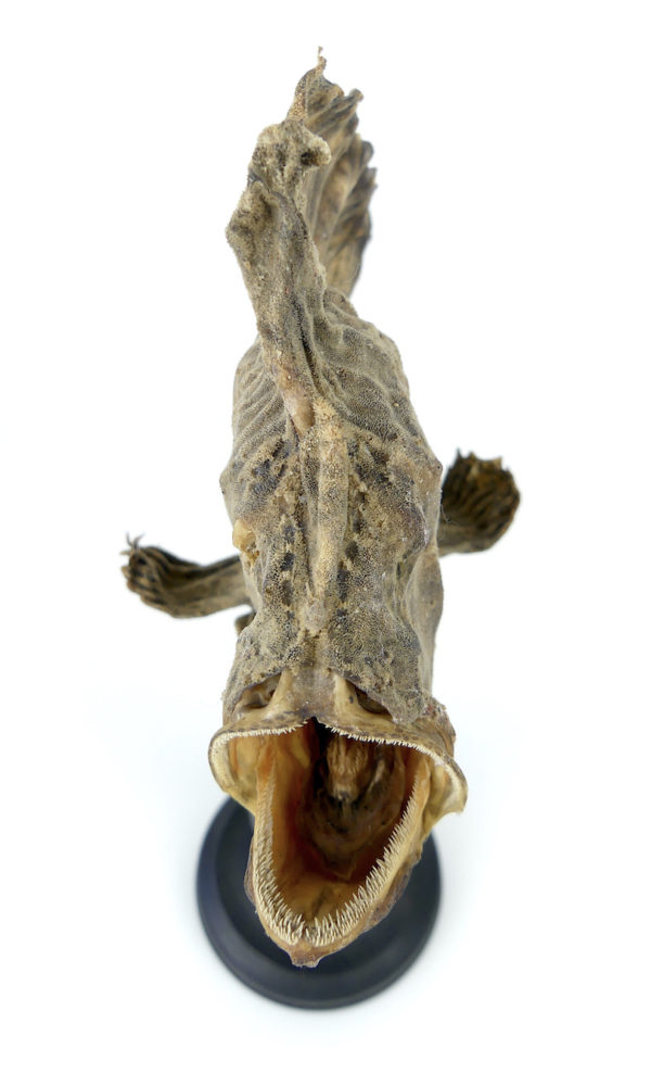 Petit poisson grenouille naturalisé sur pied (face)