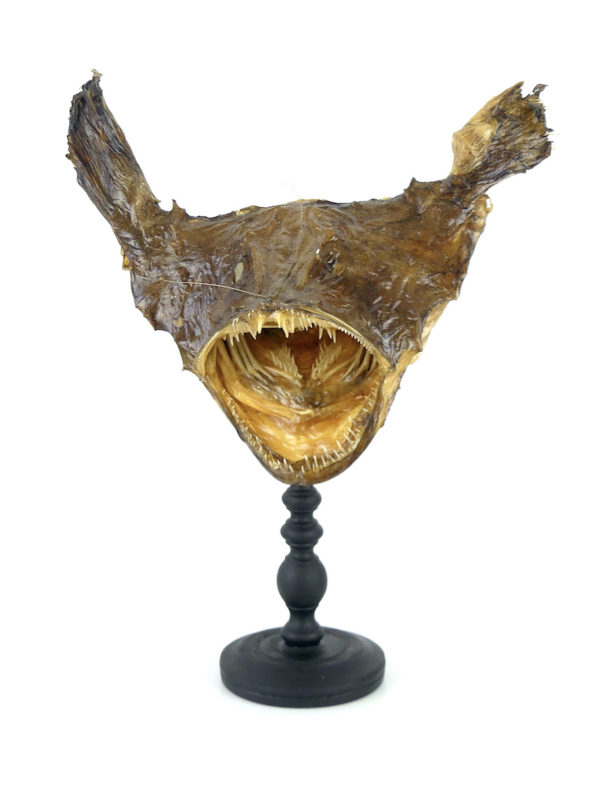 Tête de baudroie Lophius piscatorius sur pied (face)