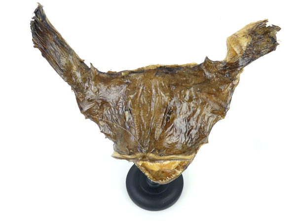 Tête de baudroie Lophius piscatorius sur pied (dessus)