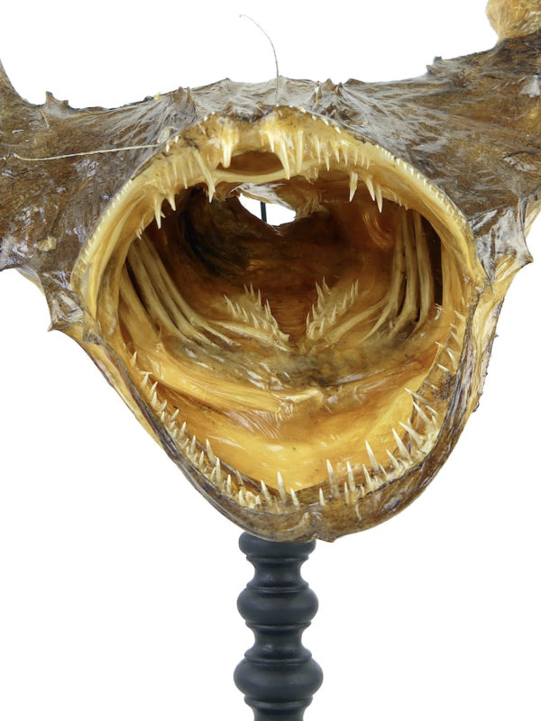 Tête de baudroie Lophius piscatorius sur pied (détail)