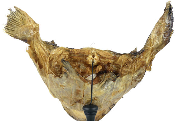 Tête de baudroie Lophius piscatorius sur pied (détail dos)