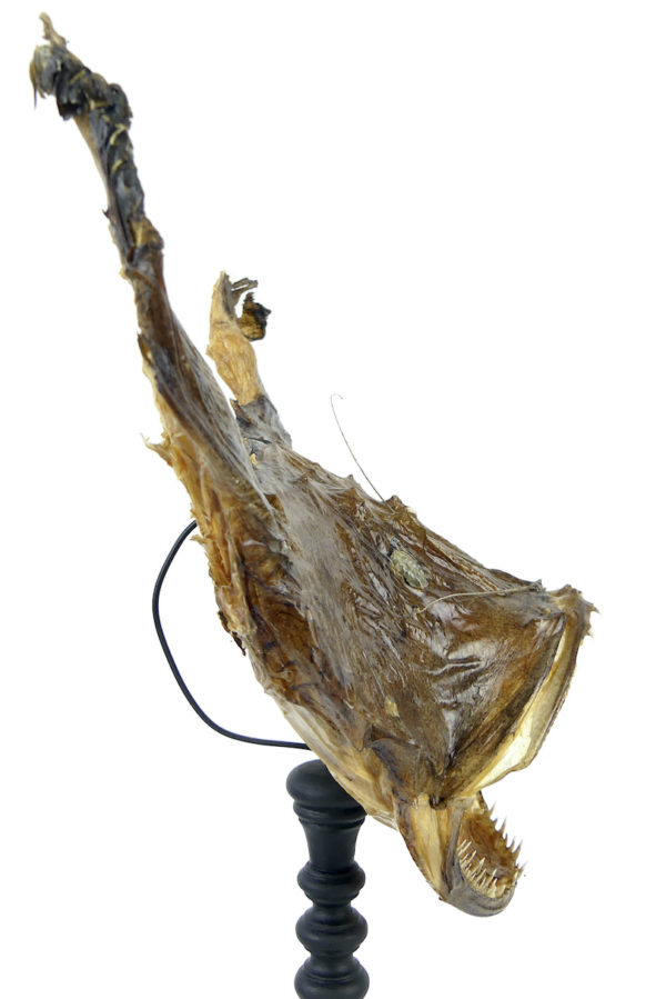 Tête de baudroie Lophius piscatorius sur pied (profil)
