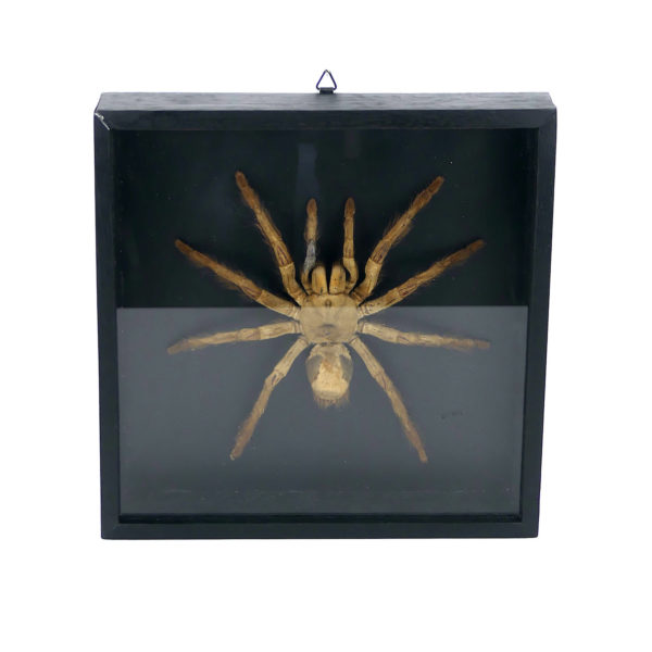 Grande mygale asiatique sous verre (face)