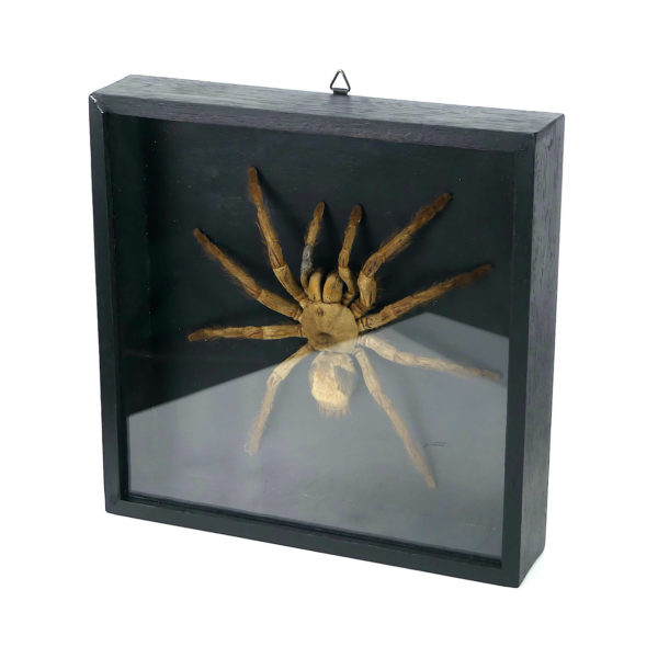 Grande mygale asiatique sous verre (3/4)