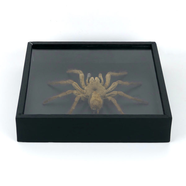 Grande mygale asiatique sous verre (3/4)